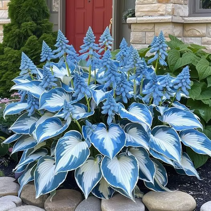 Graines rares de Hosta pour des jardins ombragés luxuriants 💖