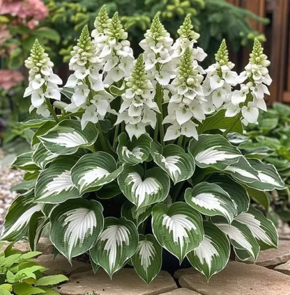 Graines rares de Hosta pour des jardins ombragés luxuriants 💖