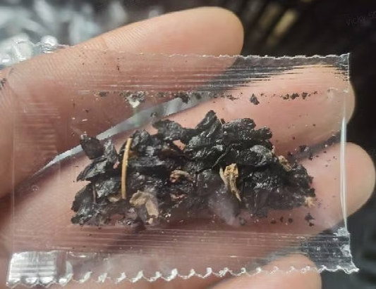 Graines rares de Hosta pour des jardins ombragés luxuriants 💖