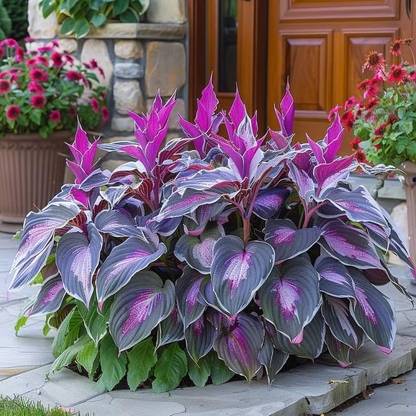 Graines rares de Hosta pour des jardins ombragés luxuriants 💖