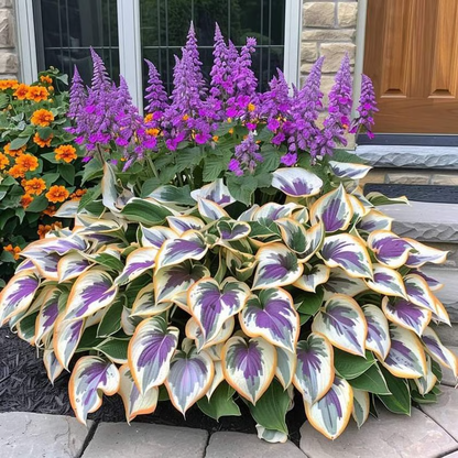 Graines rares de Hosta pour des jardins ombragés luxuriants 💖